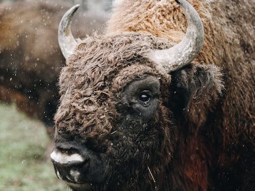 Tajemnice natury: Odkryj pokazową zagrodę żubrów w Pszczynie Turystyka i rekreacja Tajemnice natury: Odkryj pokazową zagrodę żubrów w Pszczynie