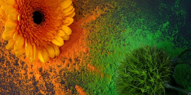 Wniebowzięcie Najświętszej Maryi Panny 2025 – tradycje, historia i święto Matki Boskiej Zielnej